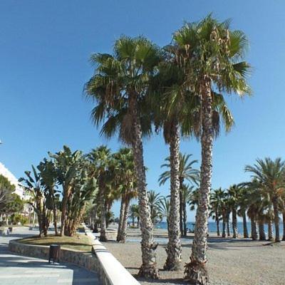 Sunshine Apartment At Tropical Coast Of Granada Almuñécar Dış mekan fotoğraf